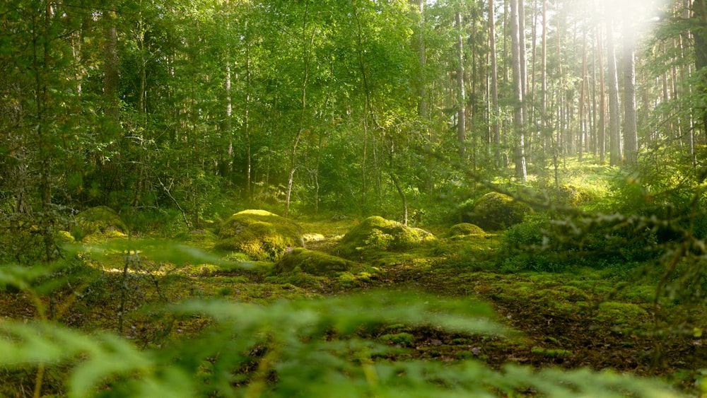 árboles verdes en un campo de hierba verde durante el día