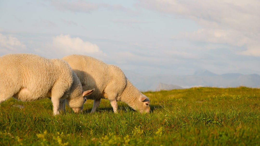 white sheep on green grass field during daytime