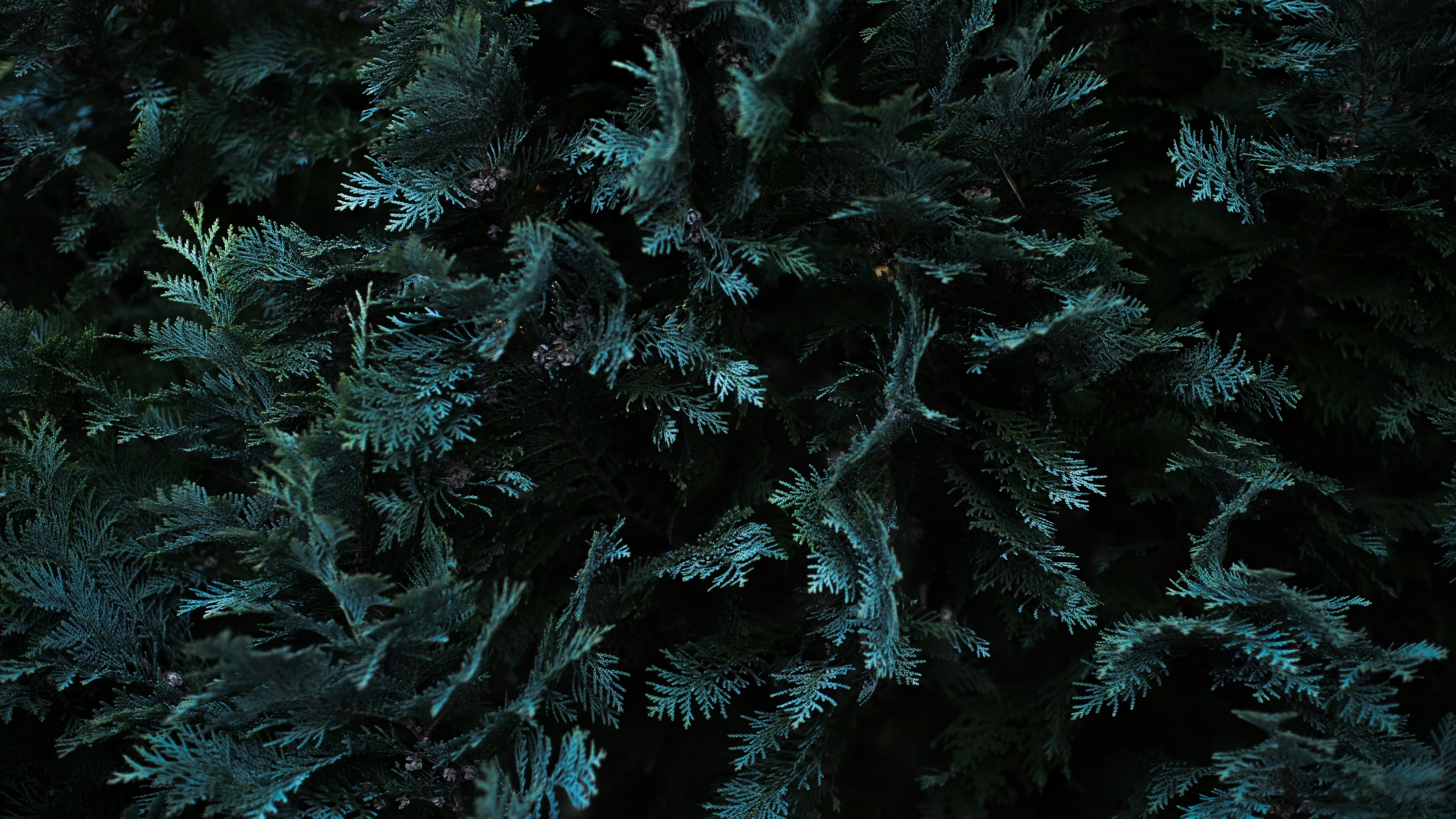 Photo by caspian_dahlstrom