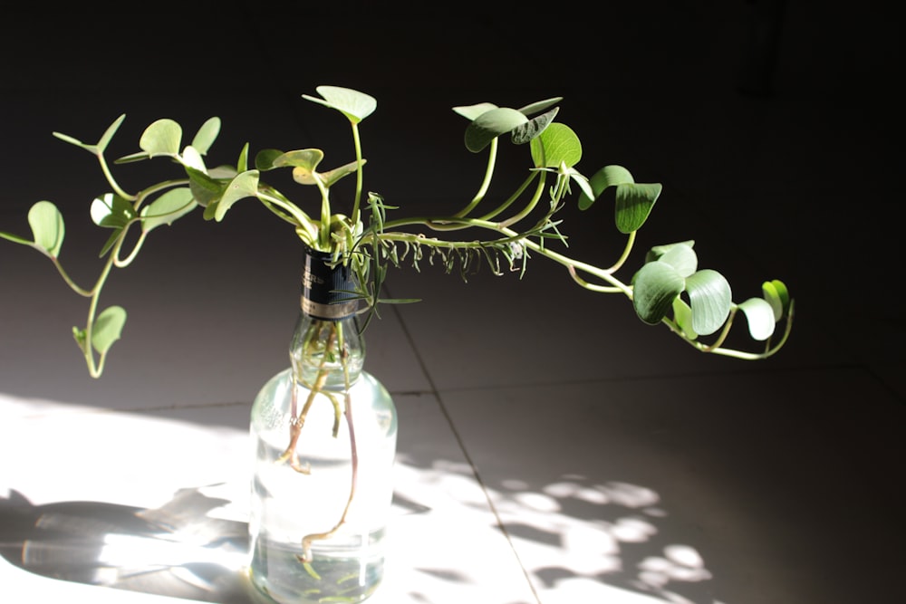 green plant in clear glass bottle