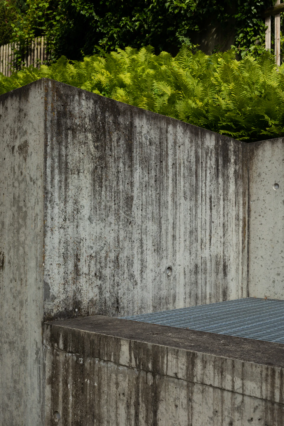The image shows a concrete wall with patches of green moss growing on it, creating an interesting contrast between the natural and man-made elements. The wall is situated next to a wooden fence, adding another layer of texture to the scene. In the background, there are trees visible through the foliage, providing a sense of depth and context to the image.