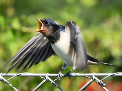 white and black bird on gray metal fence during daytime