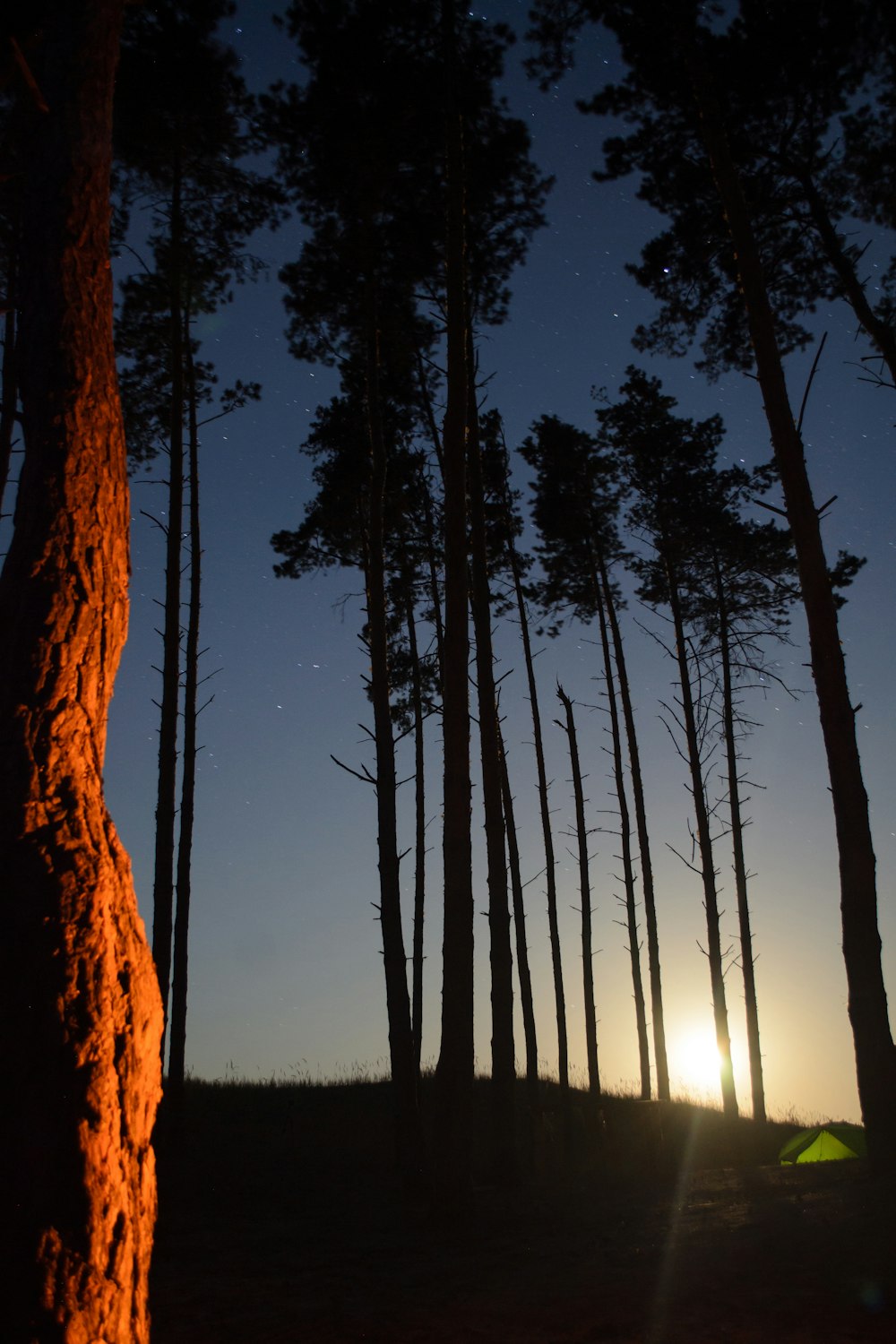 silhouette of trees during daytime