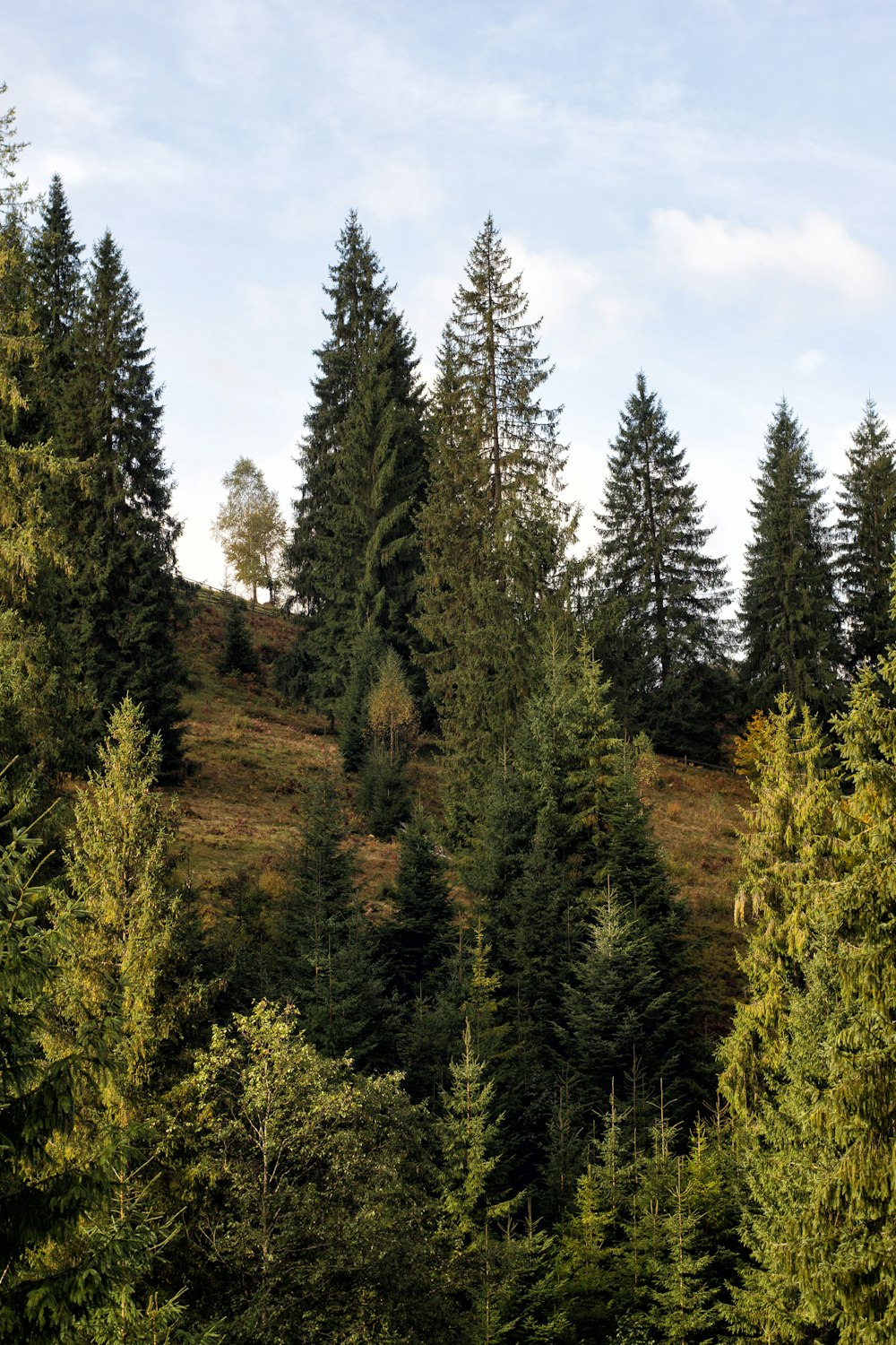 green pine trees under blue sky during daytime