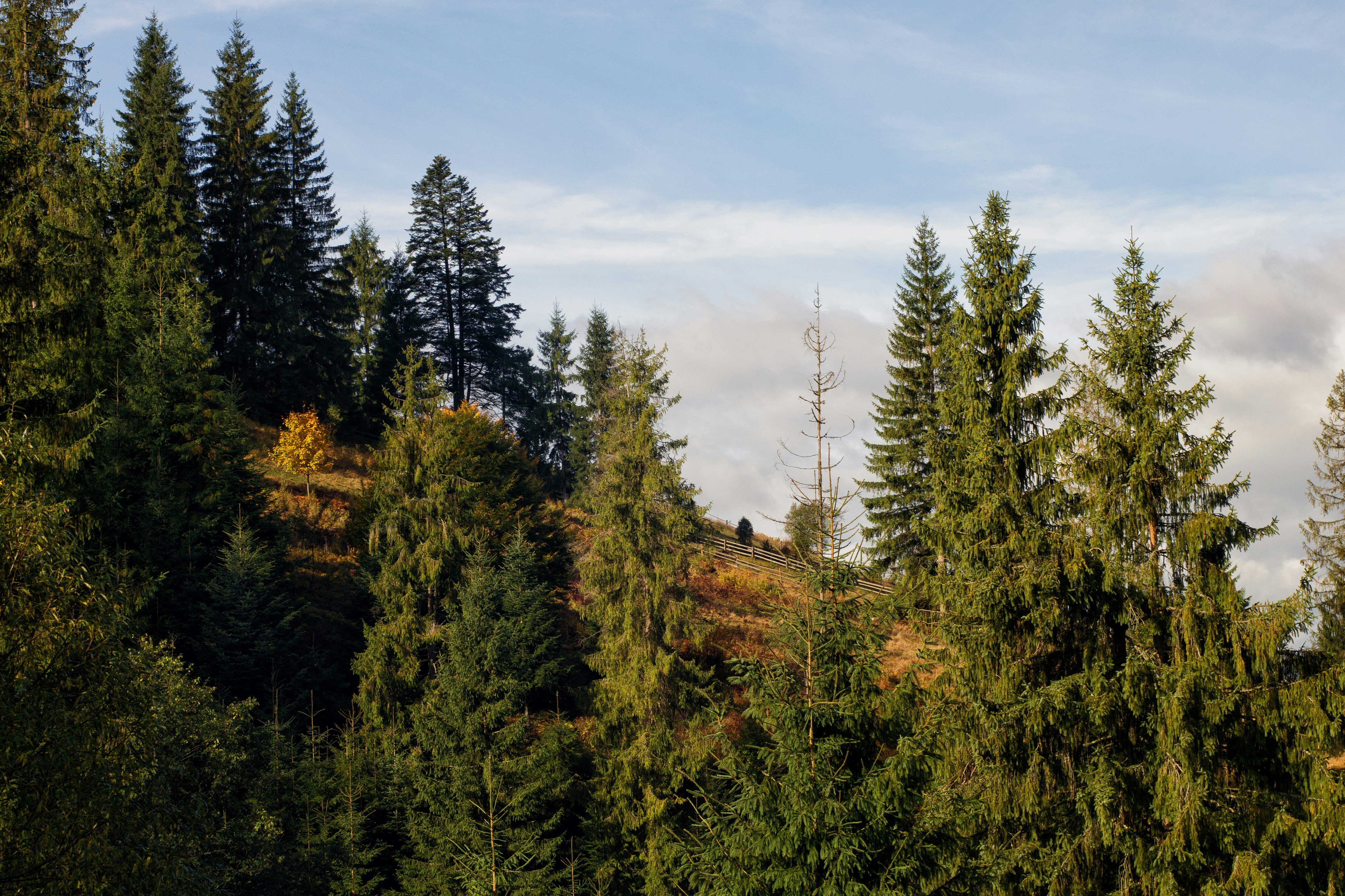 green pine trees under blue sky during daytime