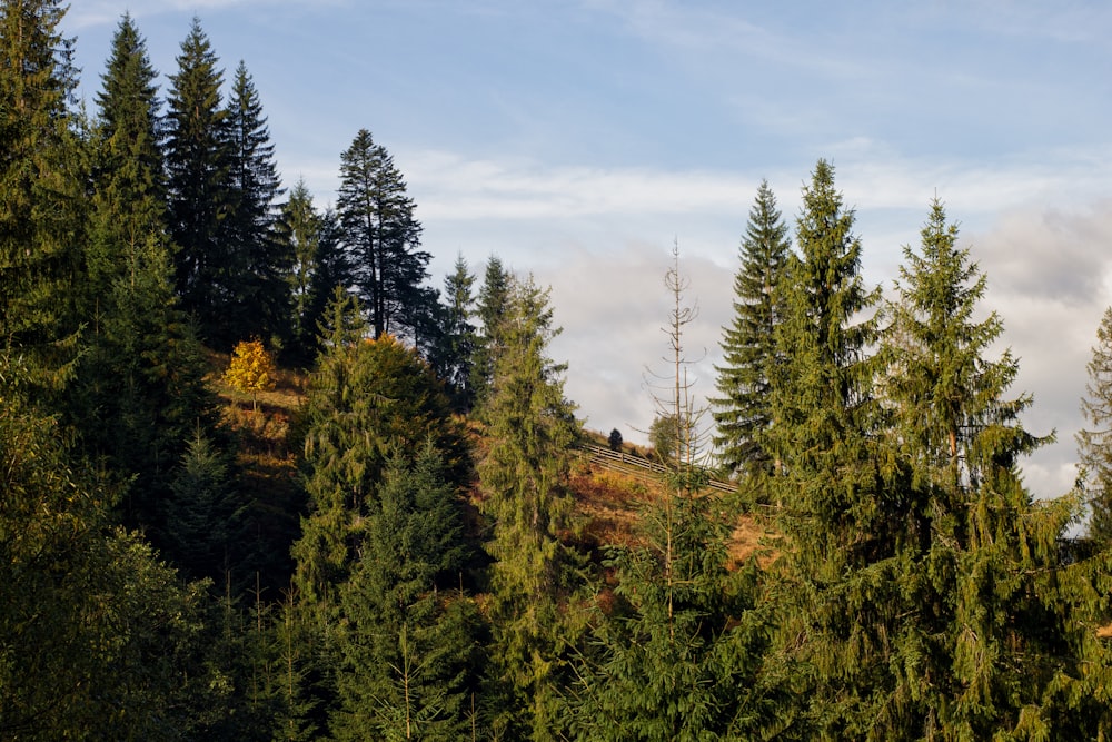 green pine trees under blue sky during daytime