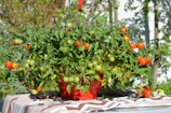 Close-up of vibrant tomato plants heavy with ripe red fruit in a sunlit garden bed.