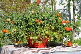 A lush tomato plant overflowing with ripe red and green tomatoes, placed in a bright red container. The plant is situated on a patterned fabric with a background of sunlight and blurred greenery.