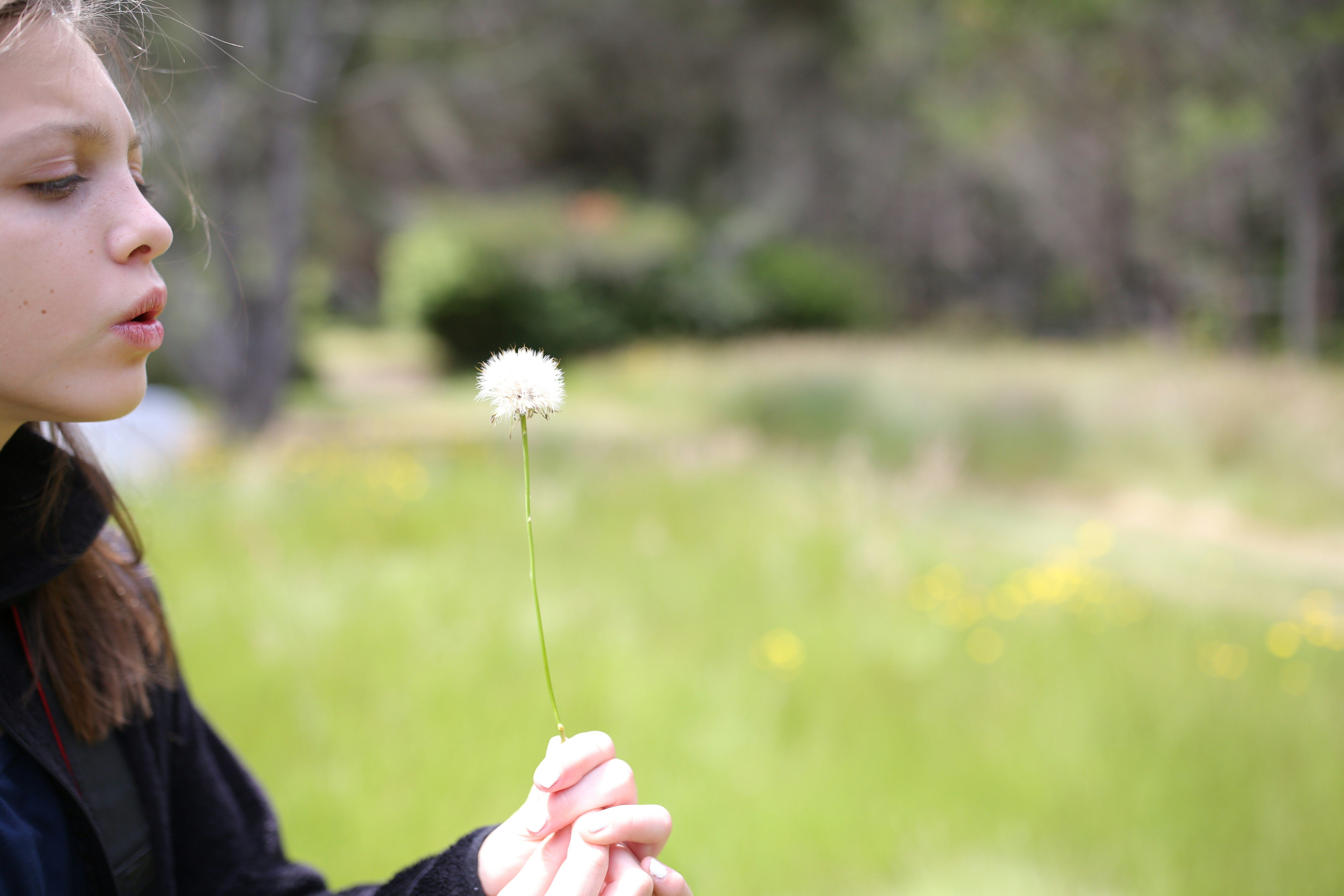 person holding white dandelion flower during daytime