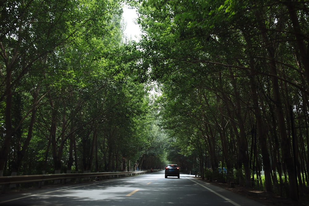 black car on road between trees during daytime