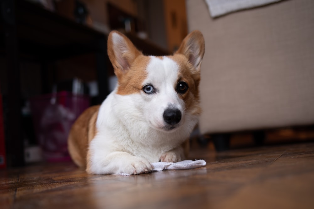 white and brown corgi puppy on brown wooden table