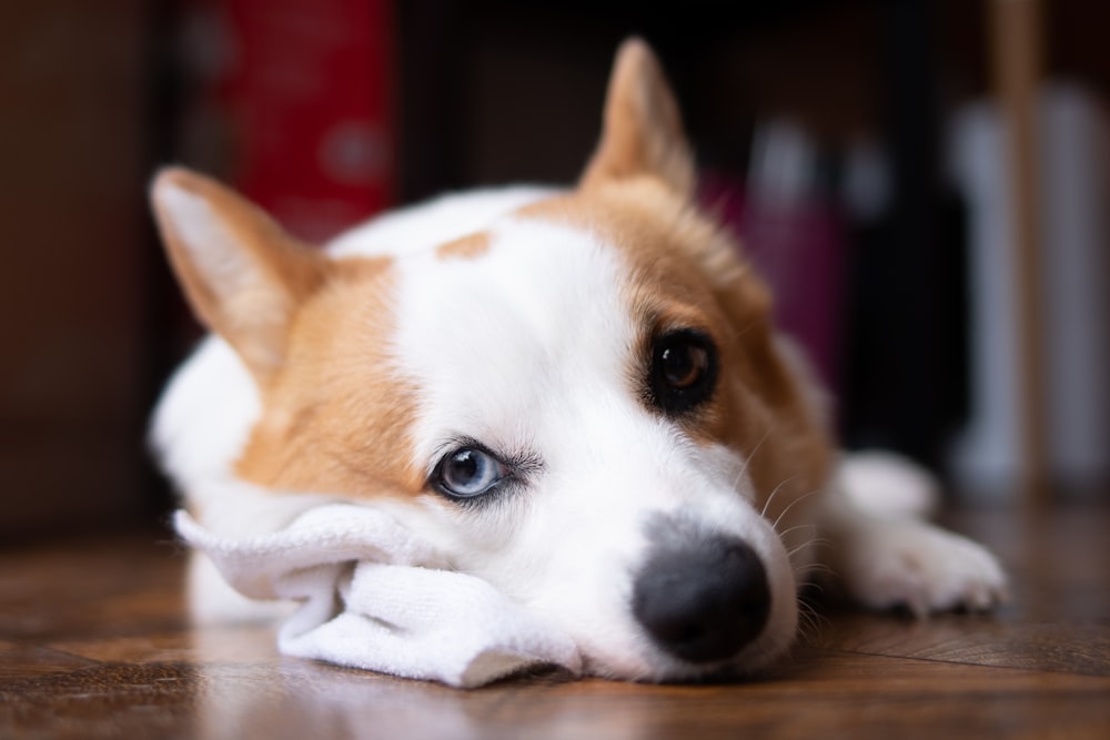 white and brown short coated dog on white textile