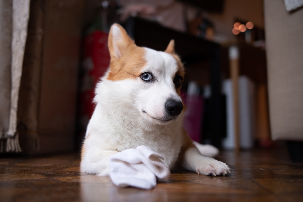 white and brown short coated puppy on brown wooden floor