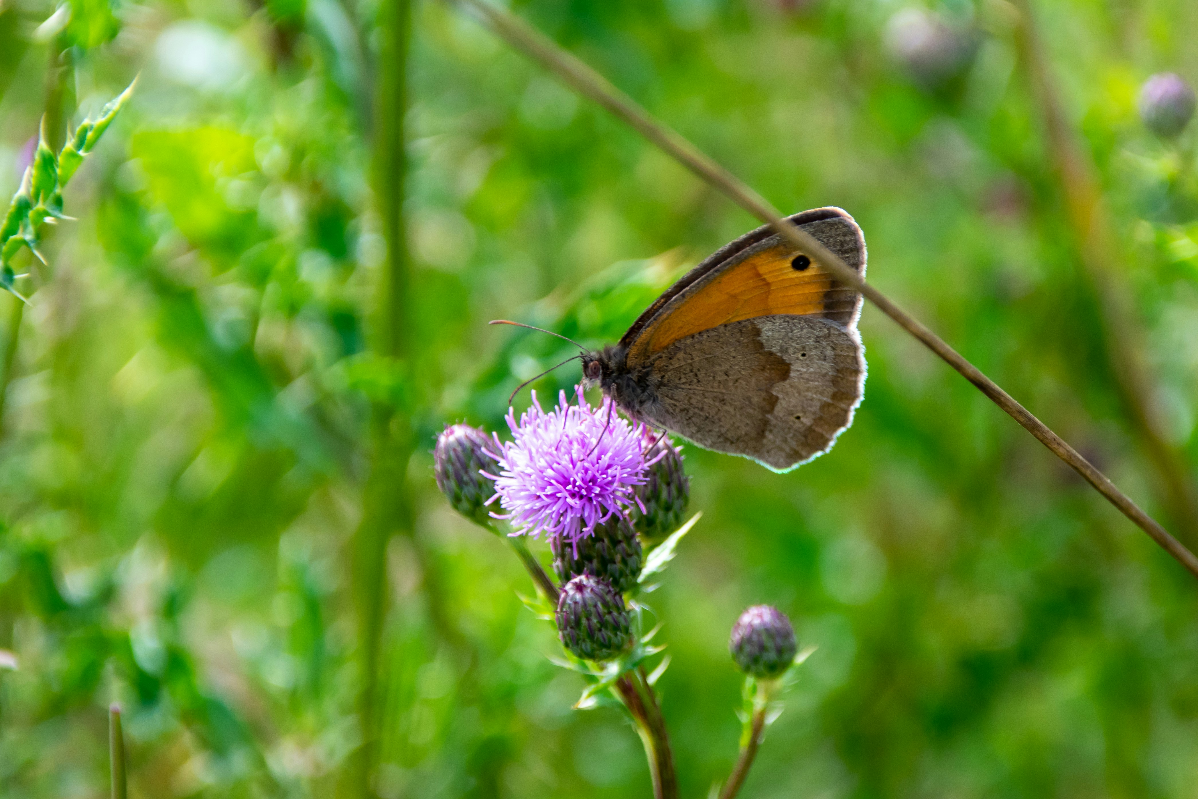 Photo by marc_renken