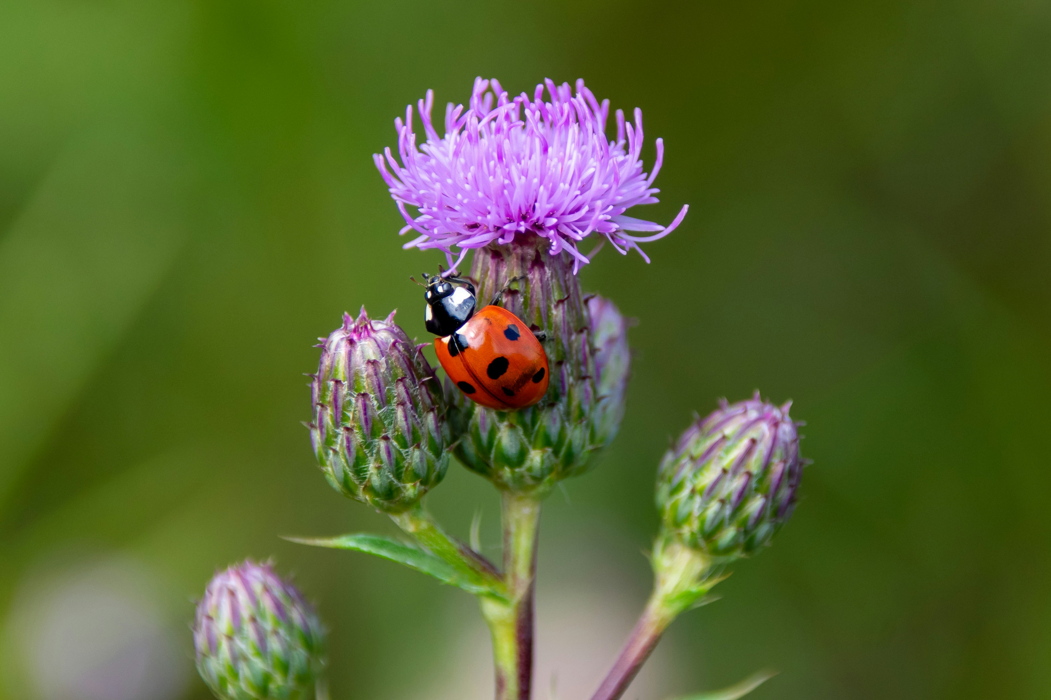 How to Get Rid of Asian Lady Beetles, image size:3000x2000