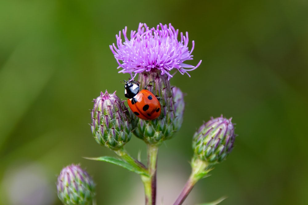 red ladybug perched on purple flower in close up photography during daytime