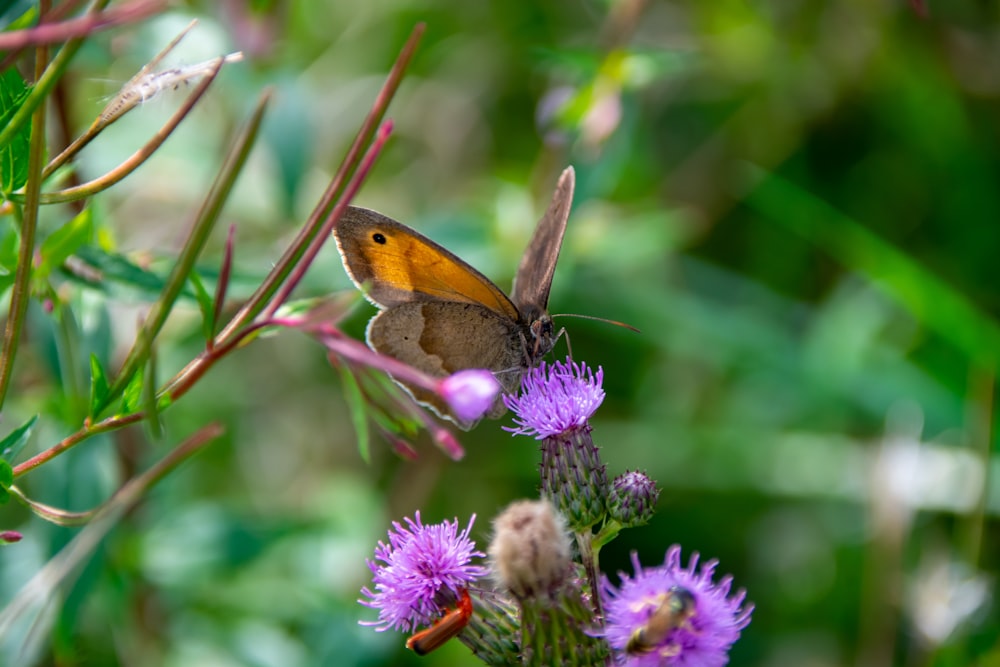borboleta marrom empoleirada na flor roxa em fotografia de perto durante o dia