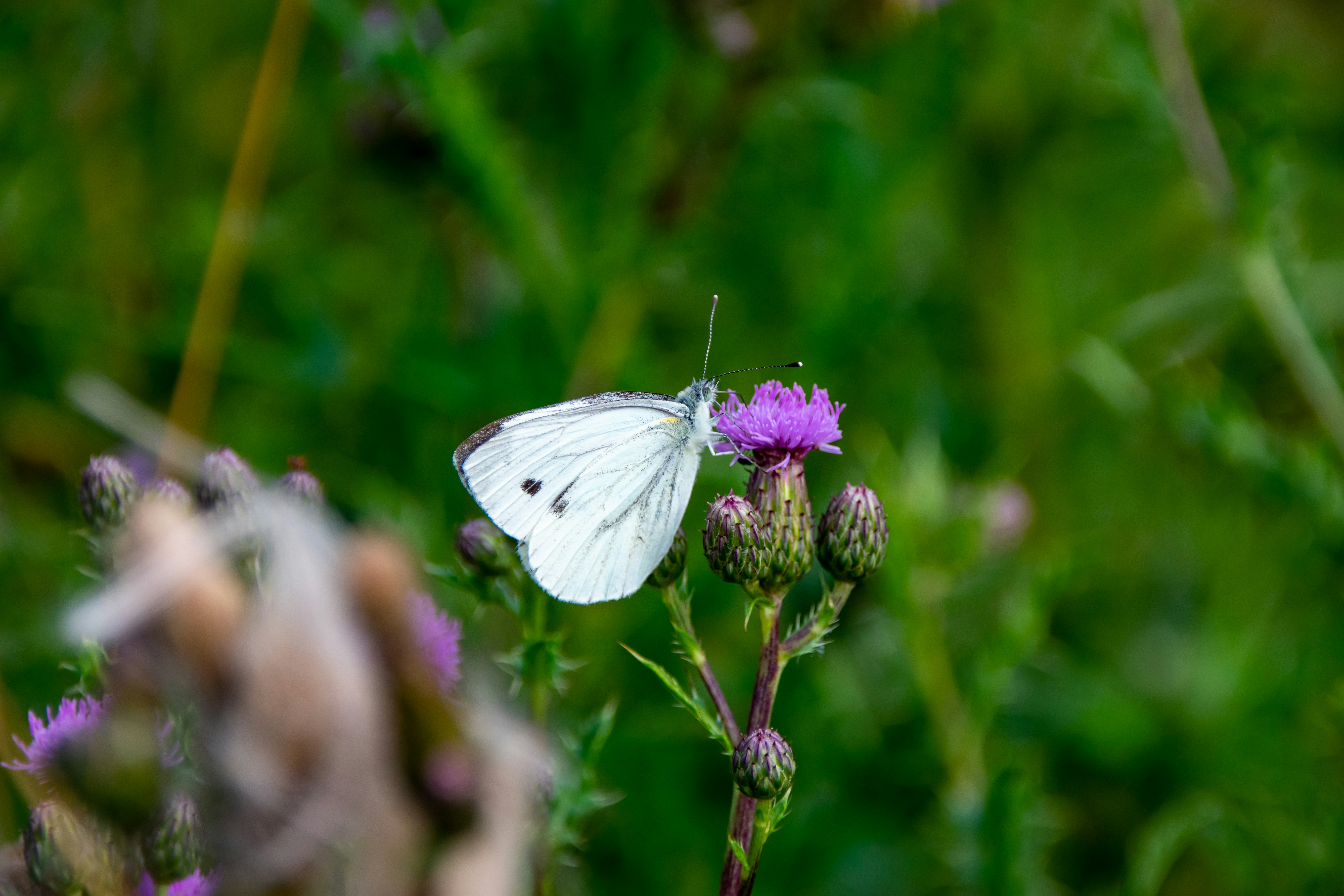 Photo by marc_renken