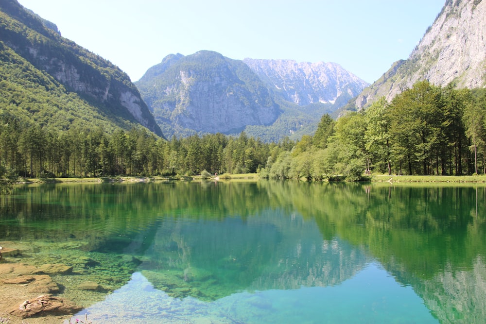 green trees near lake and mountains during daytime