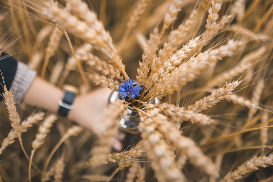 blue and white flower on brown wheat