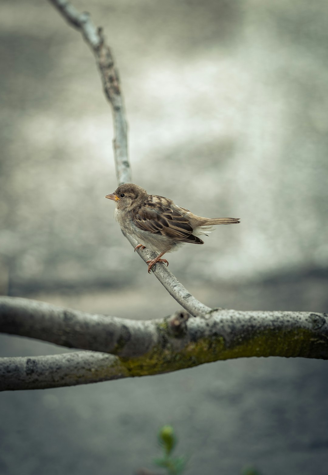 brown bird on tree branch