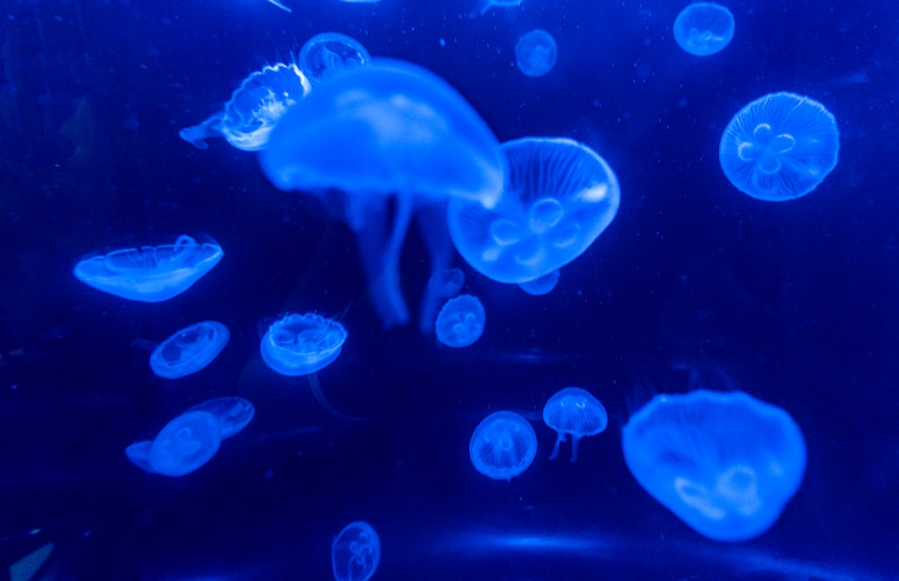 blue jellyfish in water during daytime