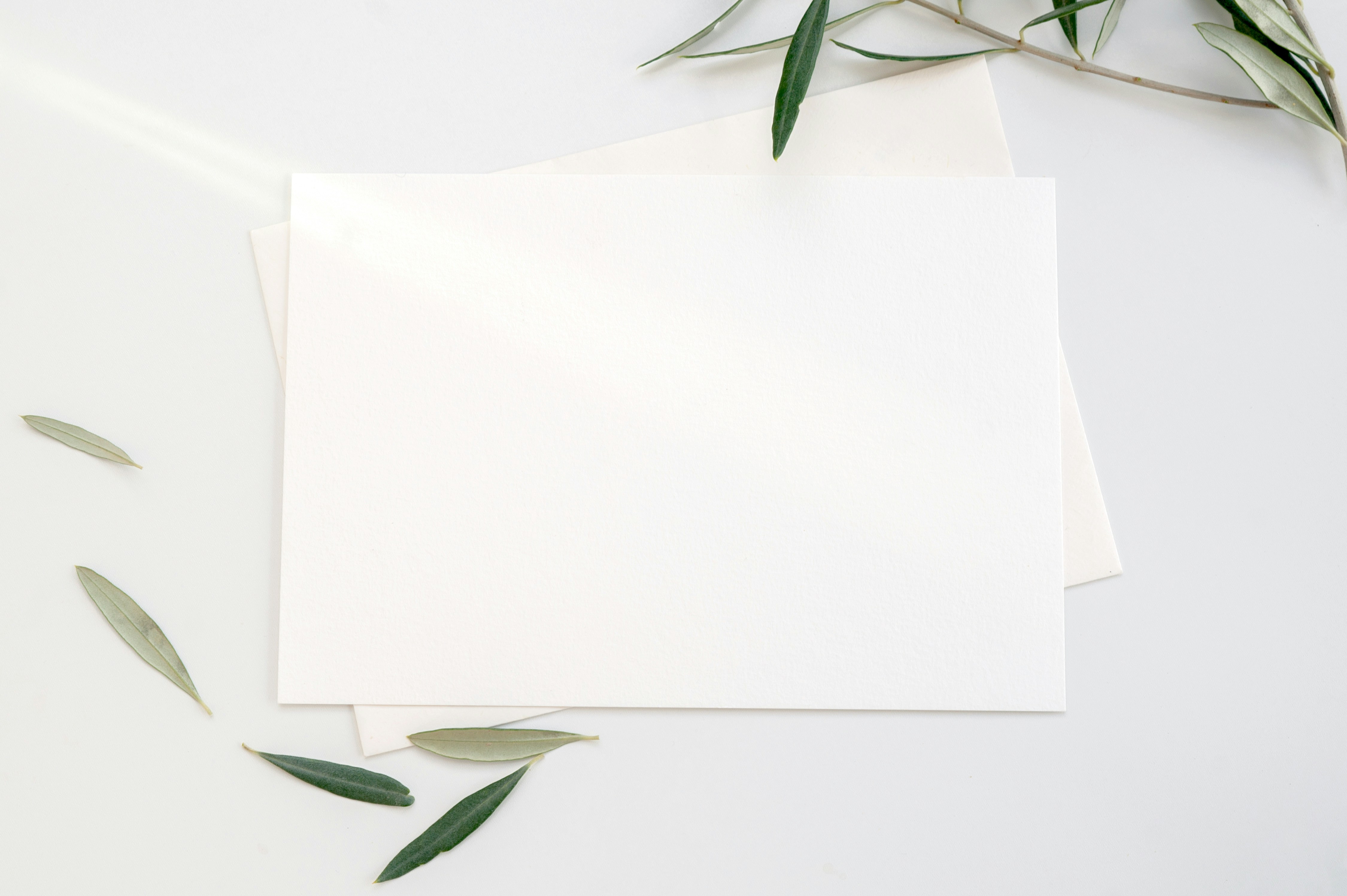 Olive branches stationary