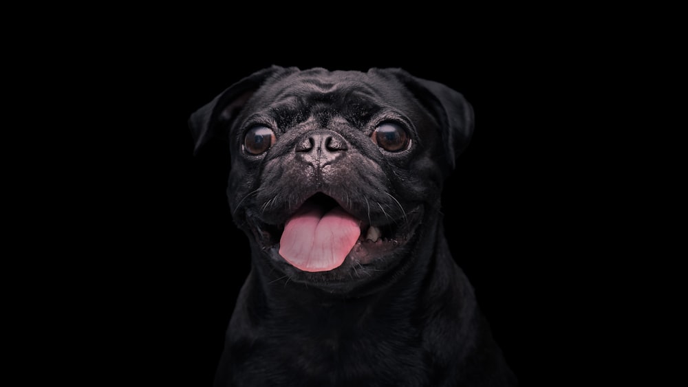 black pug with red collar