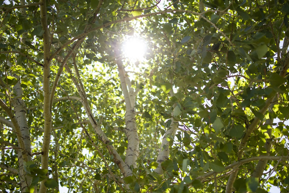 árbol de hoja verde durante el día