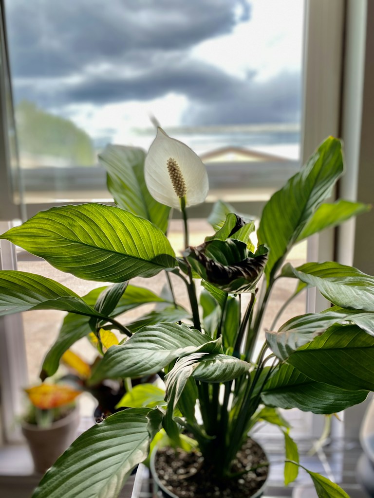 Peace Lily
