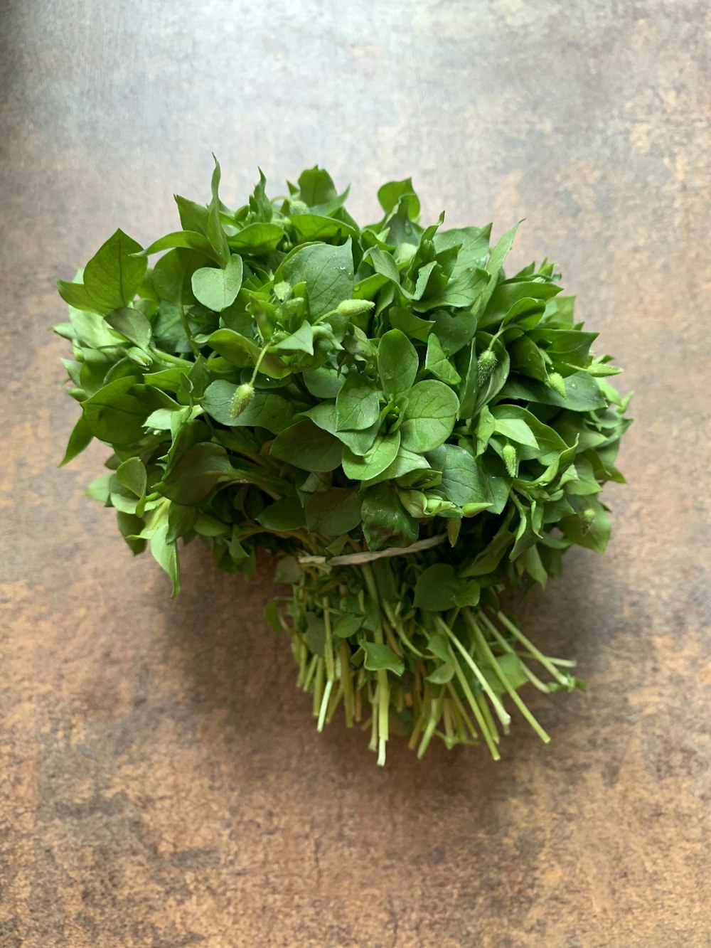 green plant on brown soil