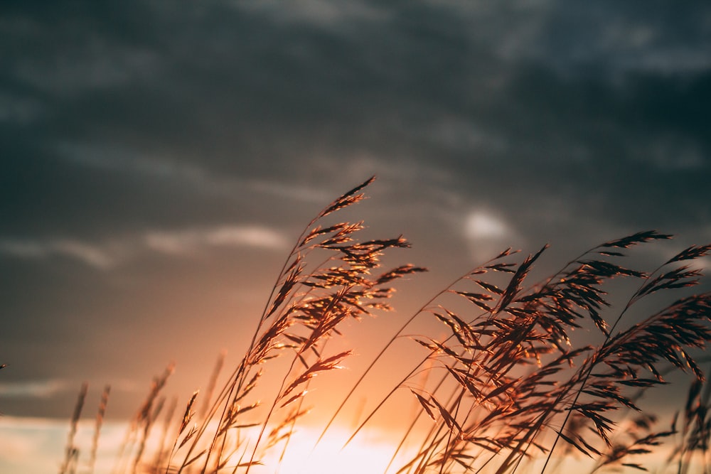 brown wheat field under gray cloudy sky