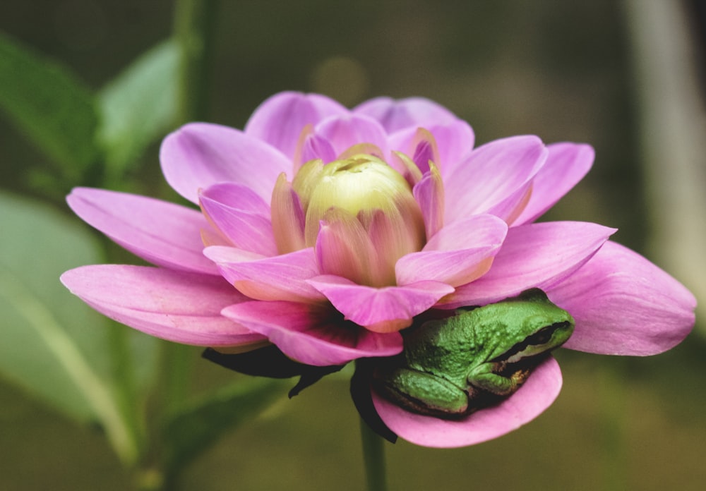 green frog on pink and white flower