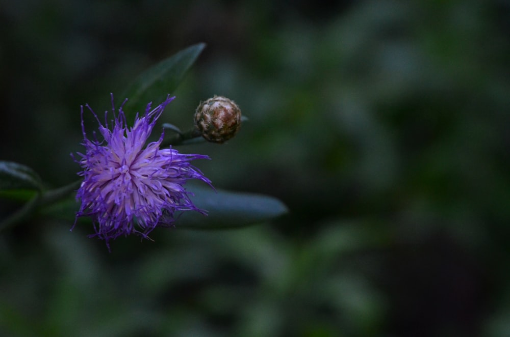 purple flower in tilt shift lens