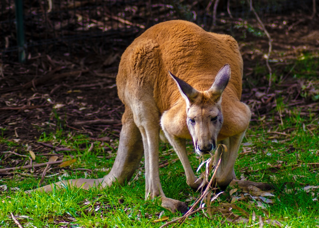 kangaroo