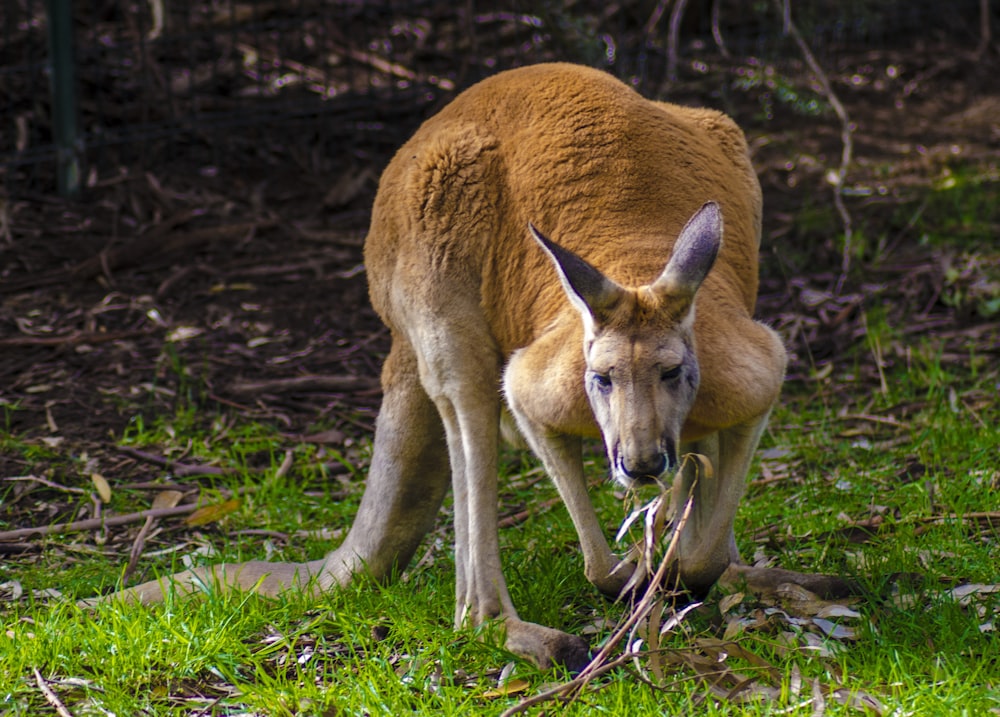 brown kangaroo on green grass during daytime