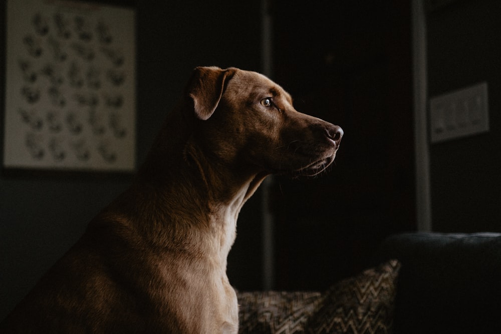 brown short coated dog on black and white textile