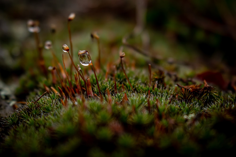 water droplets on green grass