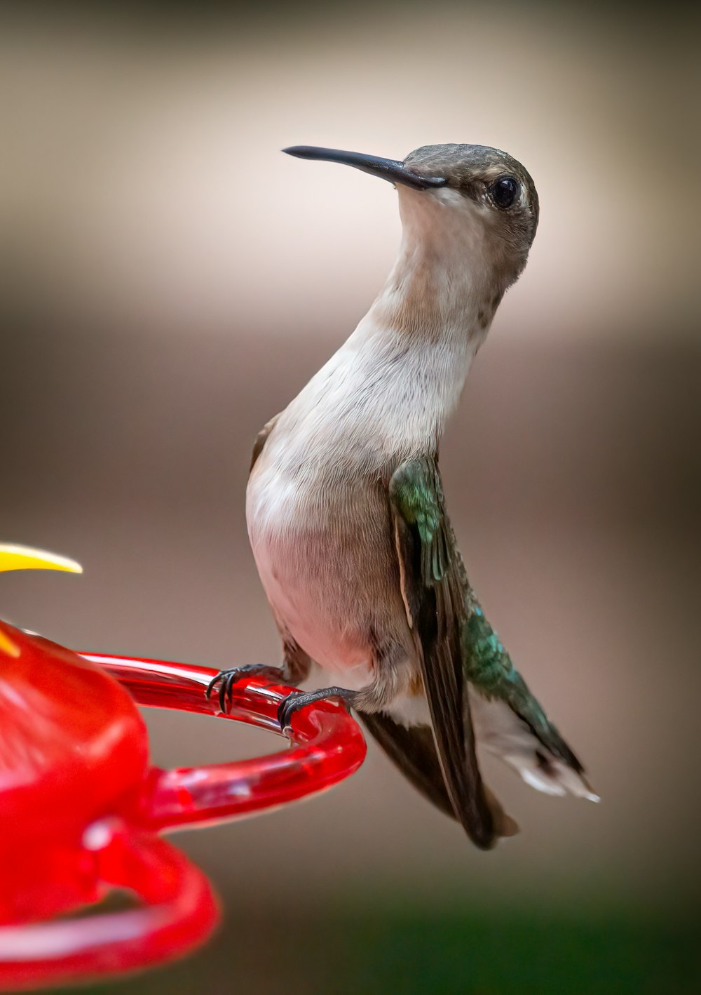 green and white humming bird