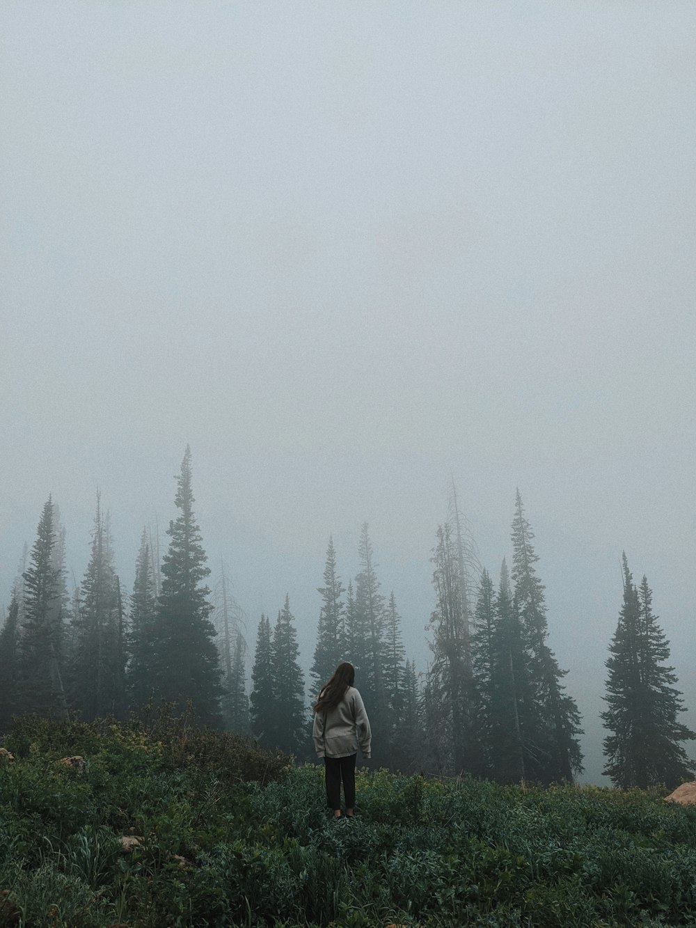 person in black jacket standing on green grass field near green pine trees during foggy weather