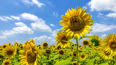 Bright sunflowers turning towards the sun in a lush green field under a clear blue sky.