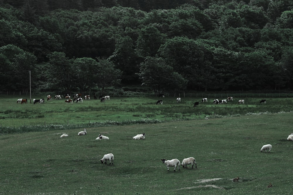 Schafherde tagsüber auf grünem Grasfeld