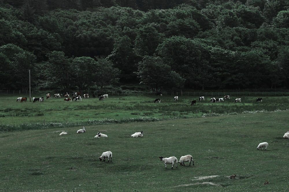 herd of sheep on green grass field during daytime