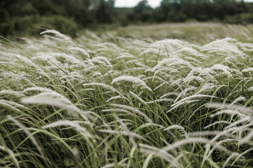 green grass field during daytime