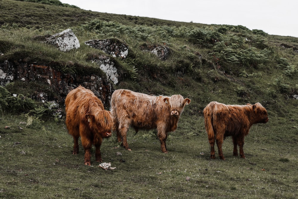 brown cow on green grass field during daytime