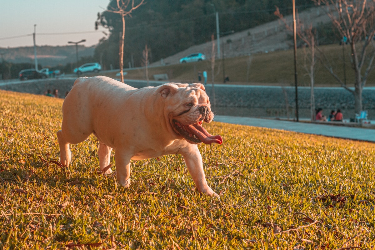 4 Reasons Why English Bulldogs Drool (and What You Can Do About It)