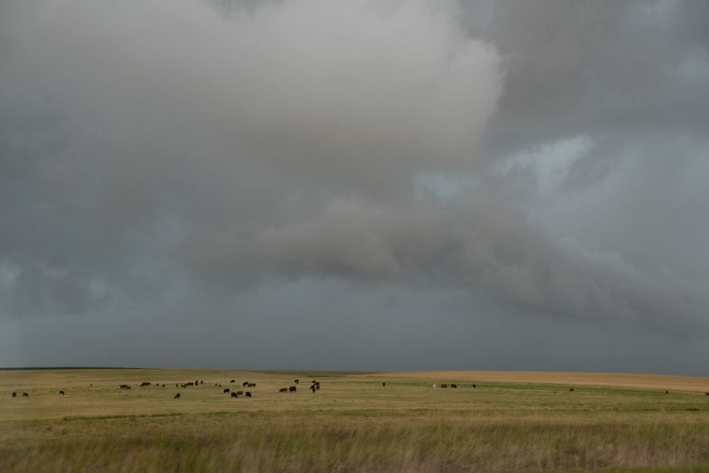 green grass field under white clouds