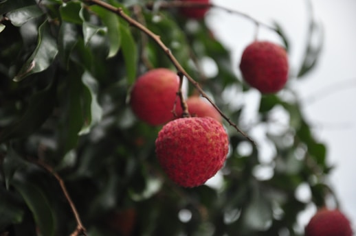 Close-up of ripe lychee fruits freshly harvested in Madagascar with vibrant red skin and green leaves.