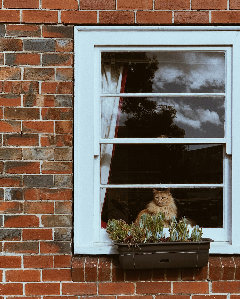 brown tabby cat on window