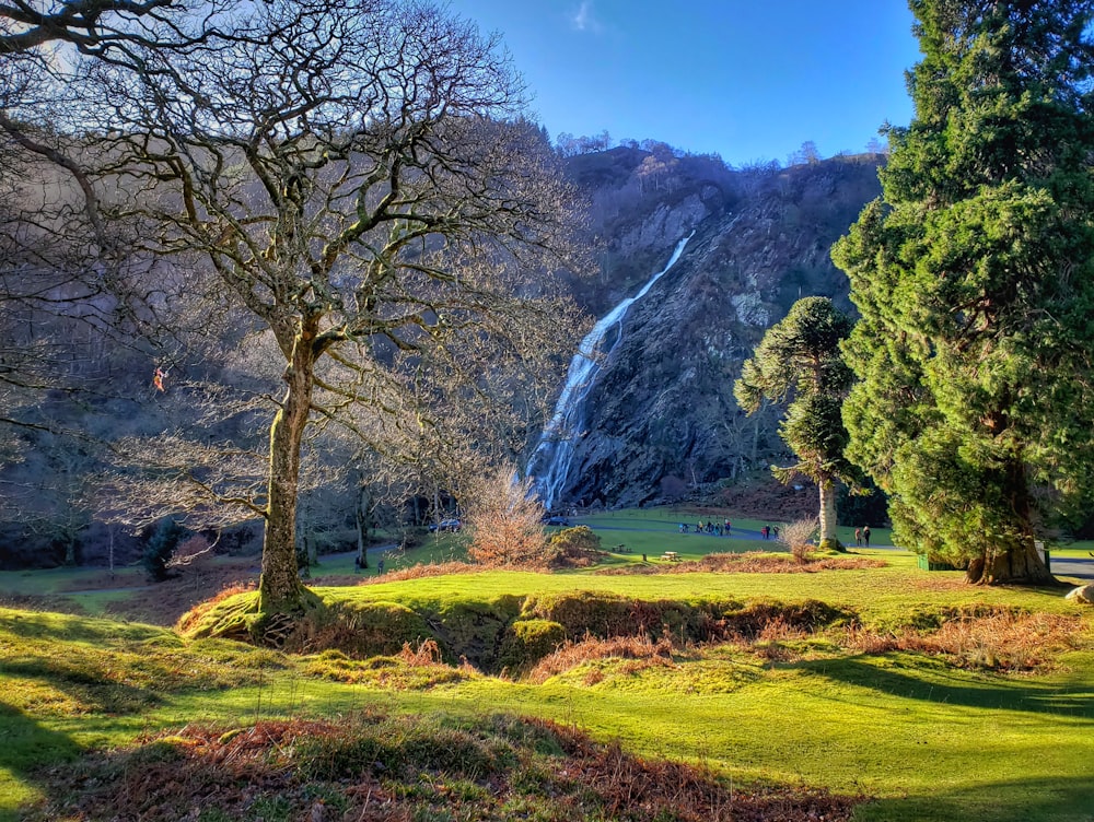 green grass field with trees and mountain in distance